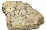 Dinosaur (Triceratops) Bone Section - Montana #300438-1